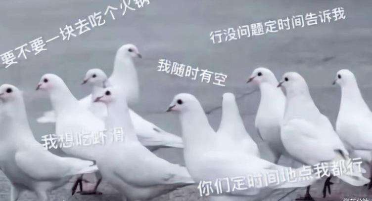 Tucki, Janice, Tesla, Janice G70, Great Wall