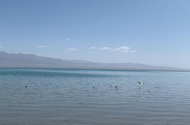 Audi, Audi Q7, camel, found