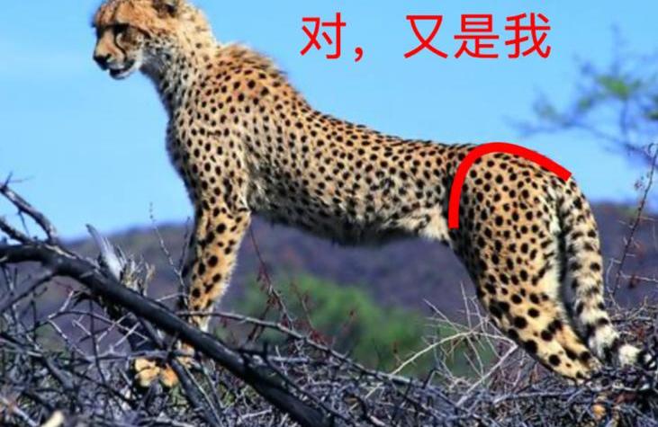 世纪,劳斯莱斯,幻影,现代,奥迪