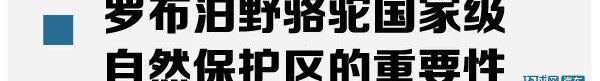路虎,骆驼,发现