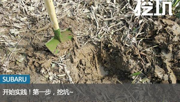 斯巴鲁