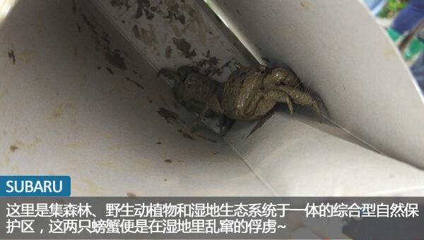 斯巴鲁