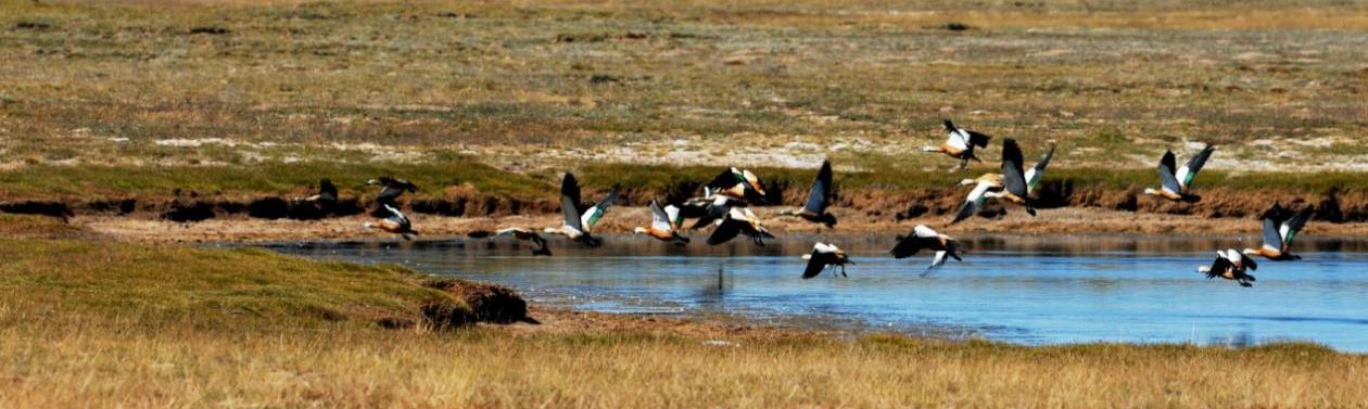 广汽传祺,传祺GS8,传祺GA8,传祺GS4,传祺GA6