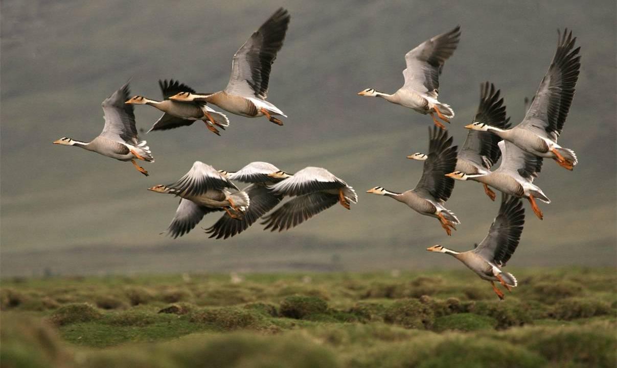 广汽传祺,传祺GS8,传祺GA8,传祺GS4,传祺GA6