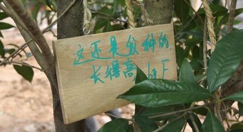 奥迪,奥迪Q3