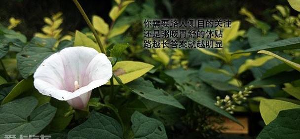 奥迪,奥迪A3