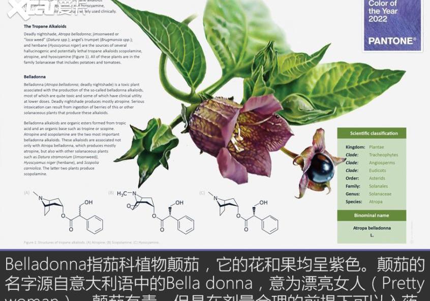 欧陆,曜影,宾利,劳斯莱斯,世纪