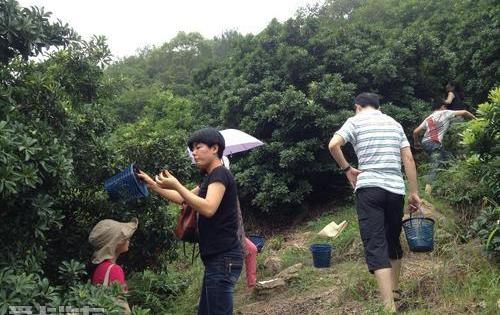英菲尼迪,奥迪,奔驰,日产