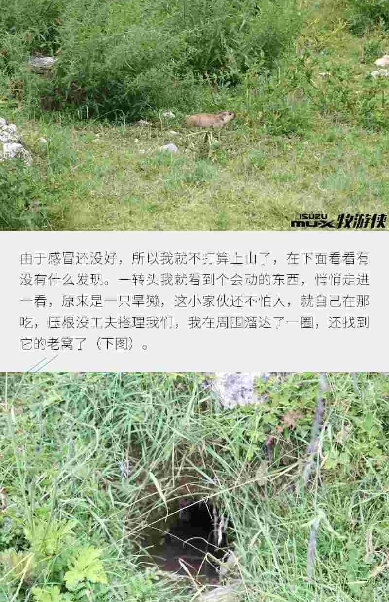 发现,神州,五十铃