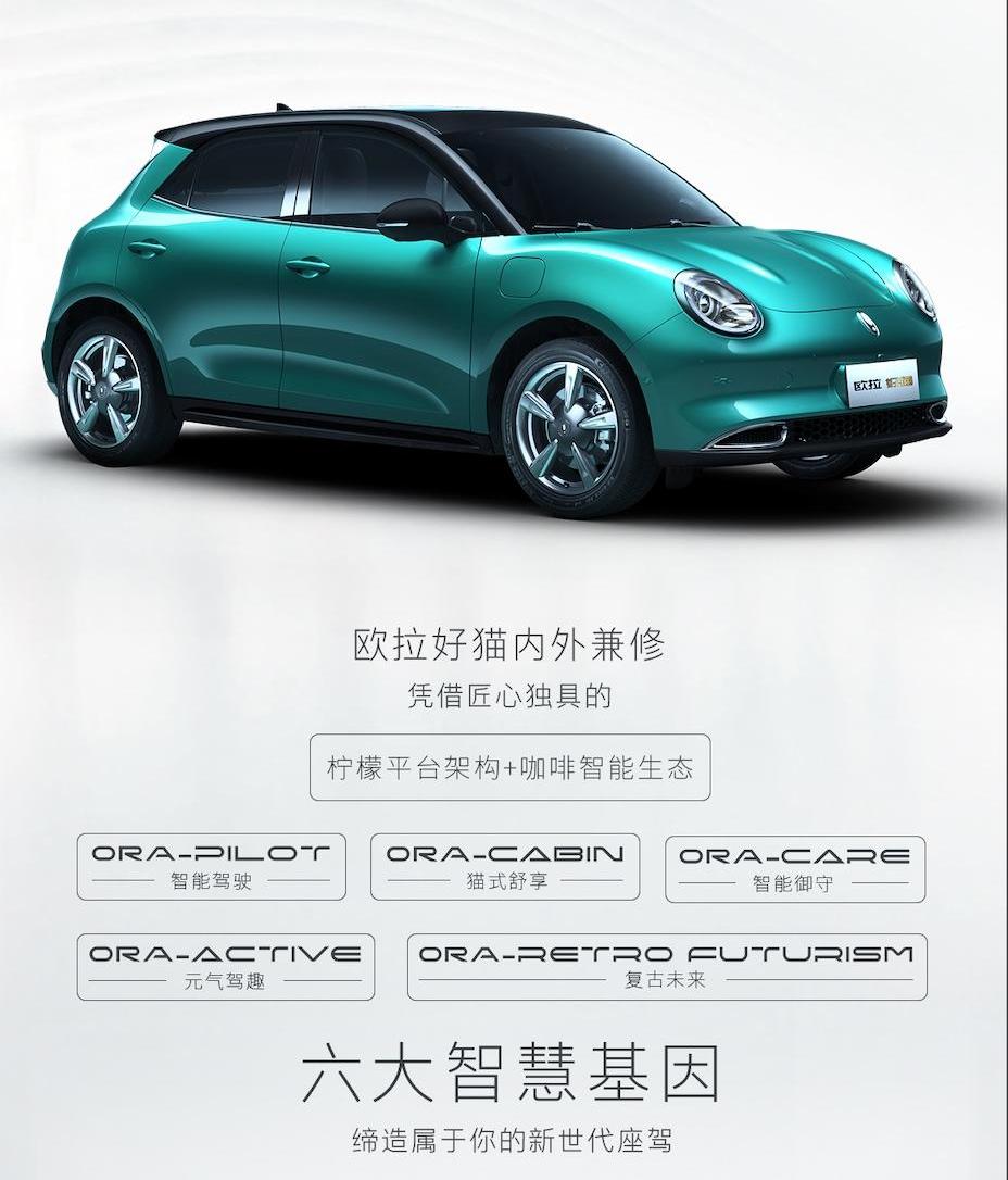 欧拉,欧拉好猫,欧拉白猫,北京,发现