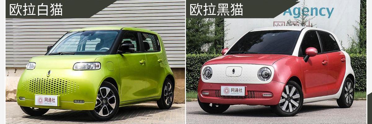 欧拉,欧拉好猫,欧拉白猫,欧拉黑猫