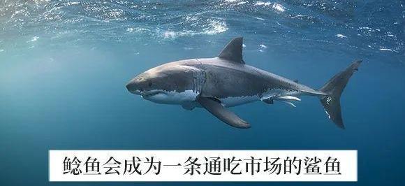 特斯拉,Model 3,比亚迪,优越,蔚来