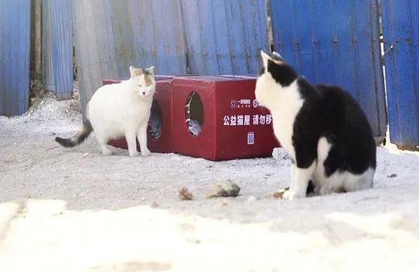 马自达,一汽,大众,斑马,北京