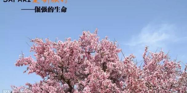 Jeep,长城,牧马人,勇士,曼