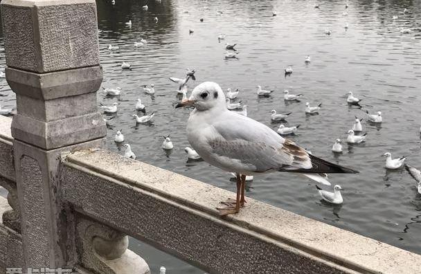 雷克萨斯,理念,海鸥,奔驰