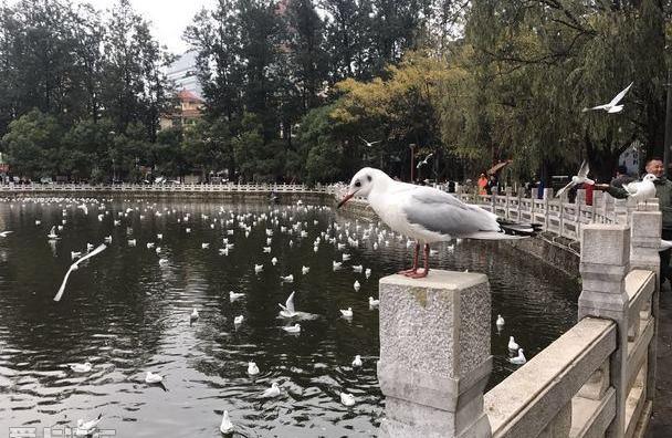 雷克萨斯,理念,海鸥,奔驰