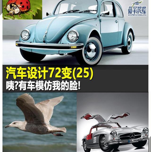 福特,世纪,海豚,凯迪拉克,鲸