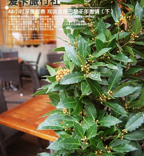标致,曼,现代,北京,世纪