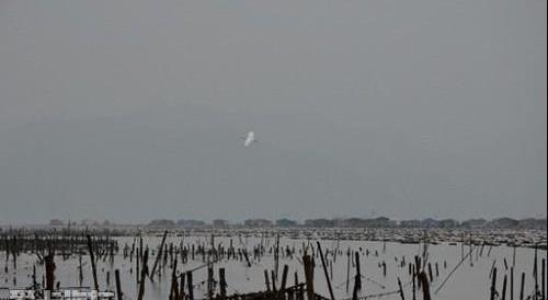 海马,宝马,海鸥,长安,东南