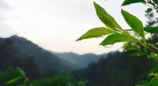 福特,长安