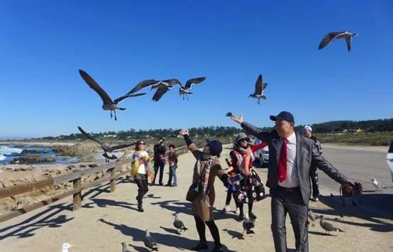 高尔夫,红杉,海豹,曼
