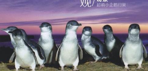 海豚,雷克萨斯,发现,鲸,海豹