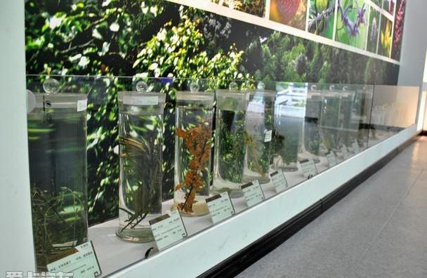 汉,汉兰达,丰田