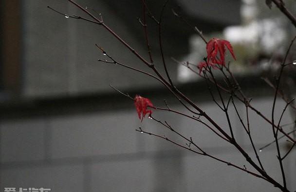锐界,探险者,福特,长安