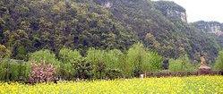帕萨特,大众