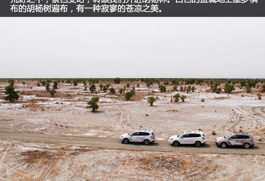 骆驼,斯巴鲁,森林人,丰田,汉