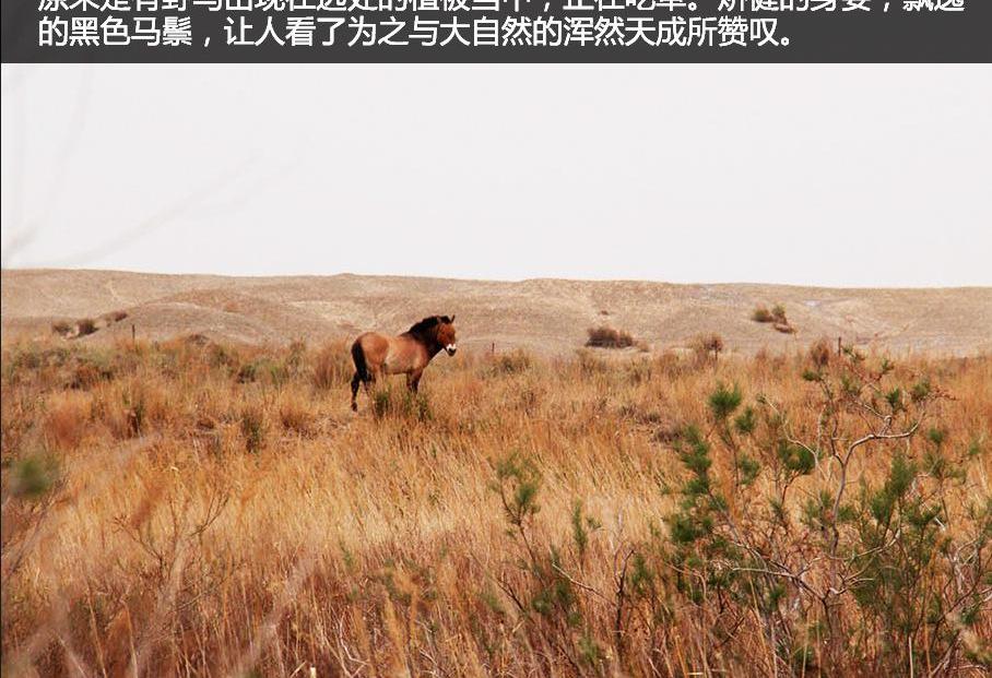 骆驼,斯巴鲁,森林人,丰田,汉