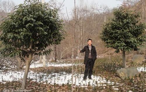 奥迪,奥迪A8,奔驰,宝马,雷克萨斯LX
